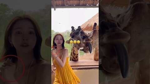 The Animals #funnyanimals #animals #pets #shorts