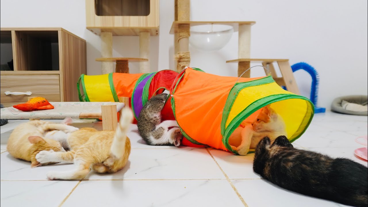 Crazy play with kittens!! So much fun with love, adorable kitten so active and happy in the house