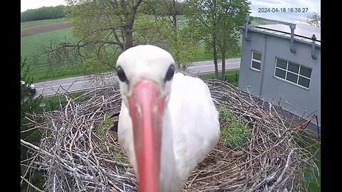 A male stork tried to peck at the camera and fell down