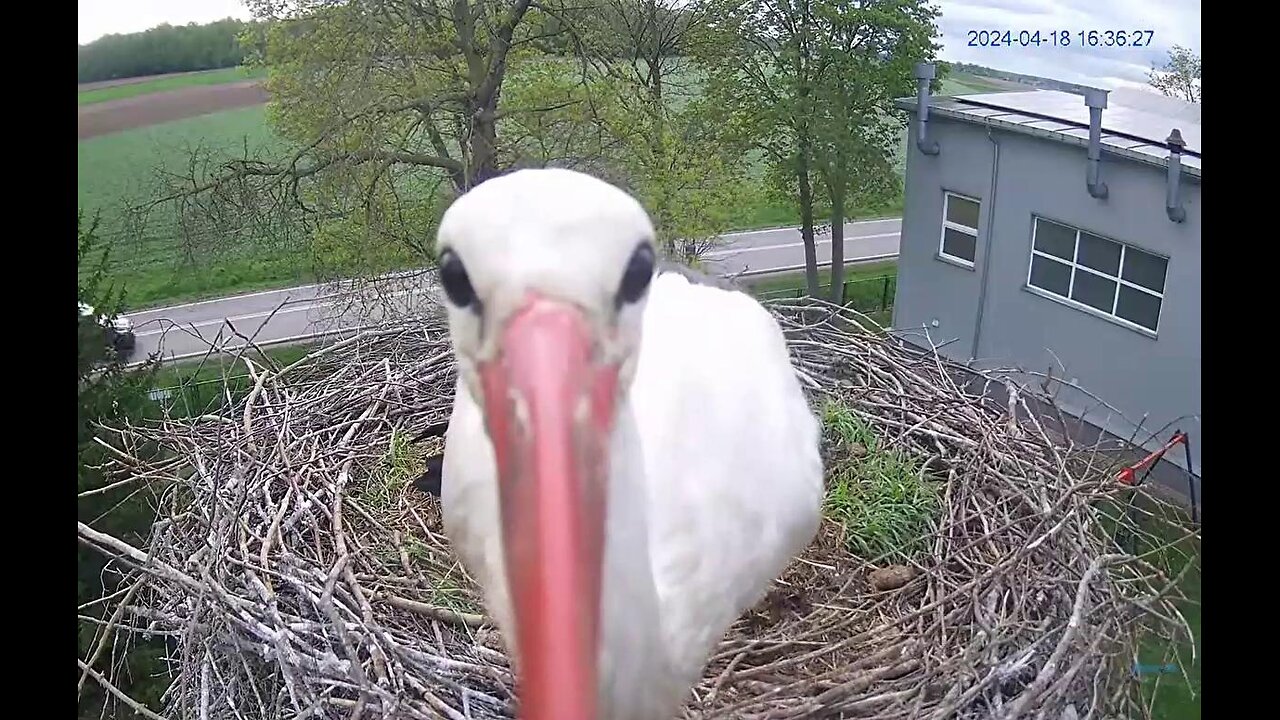 A male stork tried to peck at the camera and fell down