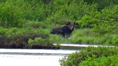 Bull Moose