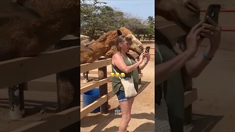 Animals funny compilation #funnyanimals #animals #pets #shorts