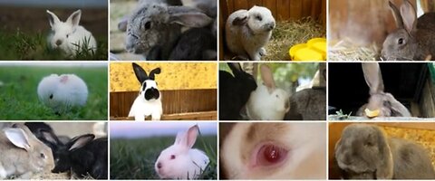 Hybrid animals – natural or not