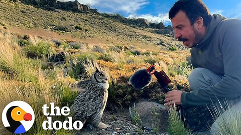 Guy Interviews An Owl In The Wild | The Dodo