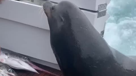 Sea Lion LEAPS onto Boat for Fish!