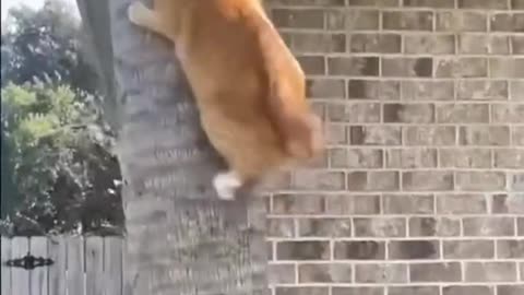 Funny animal videos Creative Commons #cat #kitty #funnycat #animals #cute #kittycat #animalhumor
