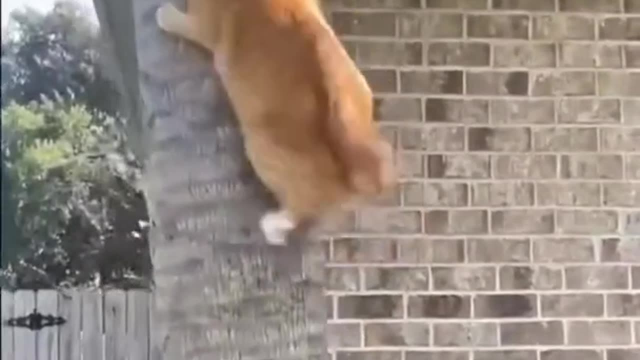 Funny animal videos Creative Commons #cat #kitty #funnycat #animals #cute #kittycat #animalhumor