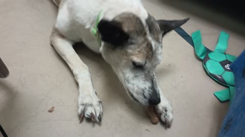 Venus 10y A851996 she's had rough history, she looks 4 forever home, I just love her@TRN20250713693