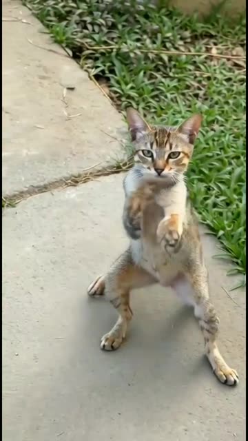 Watch the cat's wonderful dance.