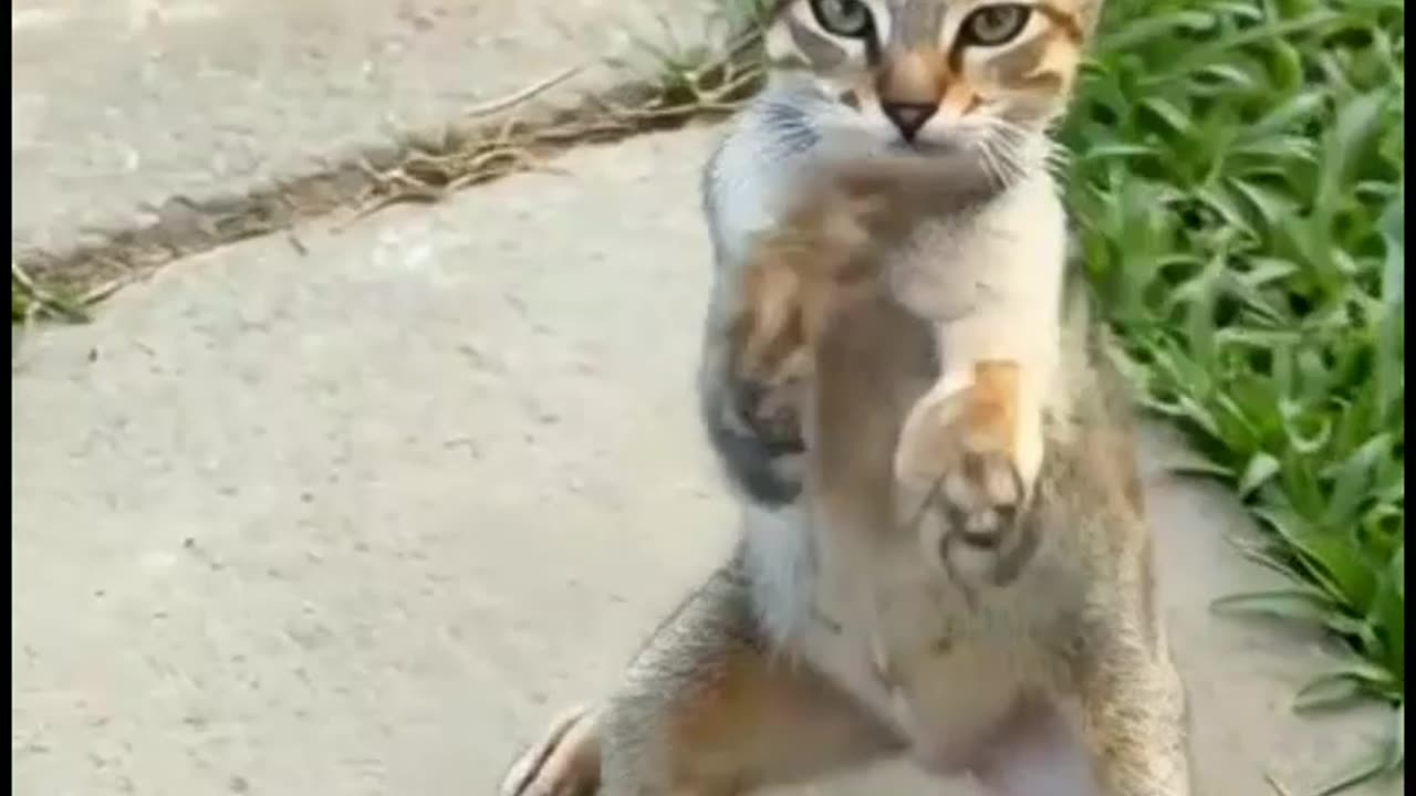 Watch the cat's wonderful dance.