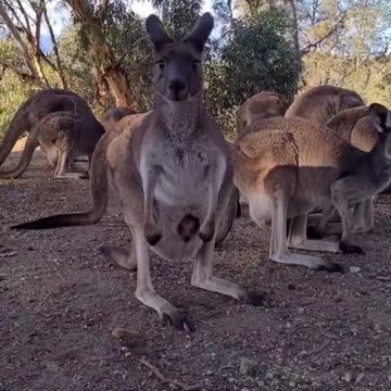 Kangaroo diaries only in Australia 🇦🇺
