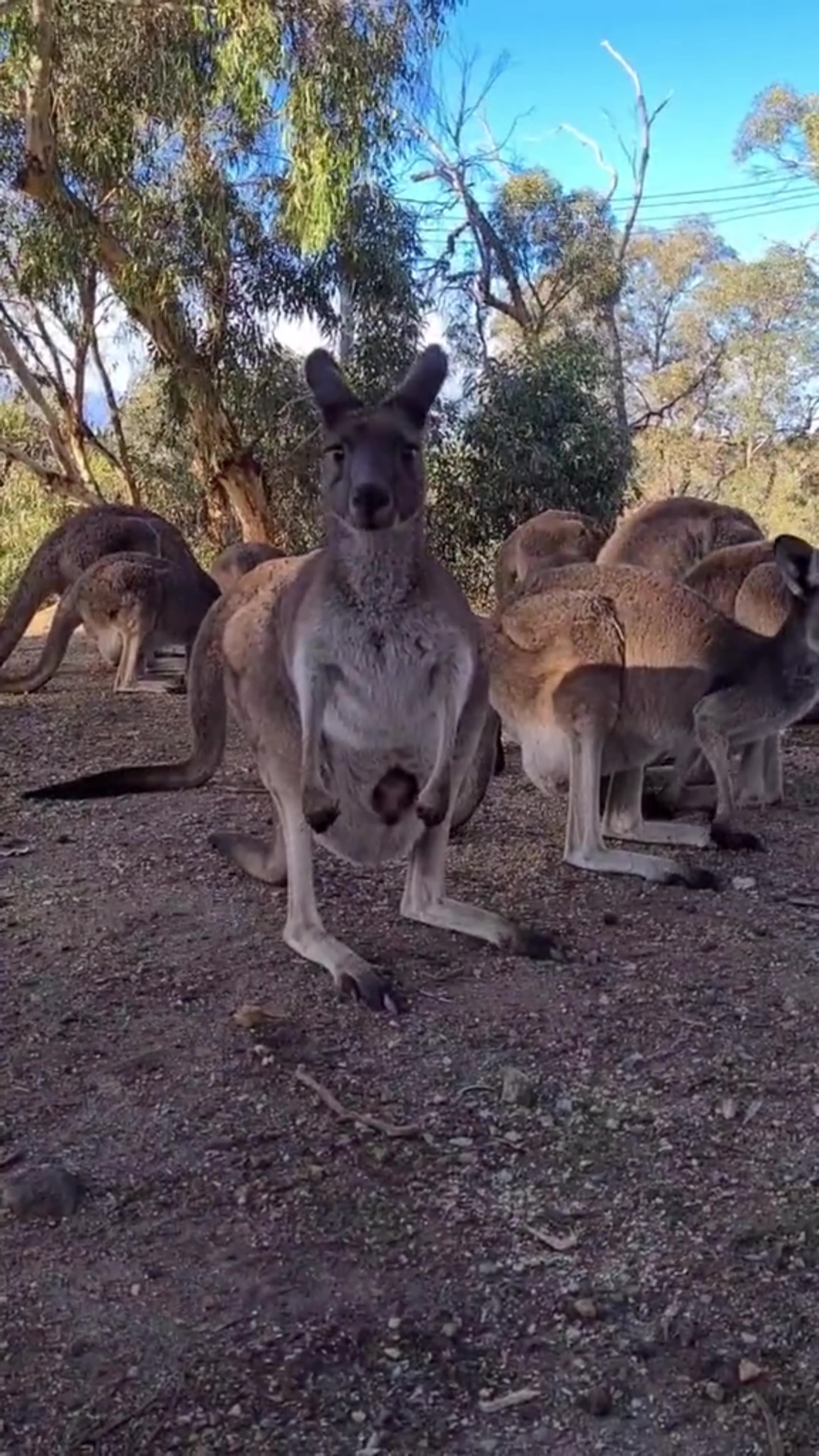 Kangaroo diaries only in Australia 🇦🇺