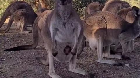 Kangaroo diaries only in Australia ๐ฆ๐บ