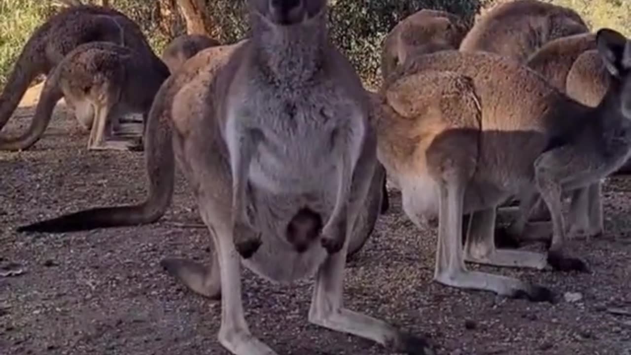 Kangaroo diaries only in Australia 🇦🇺