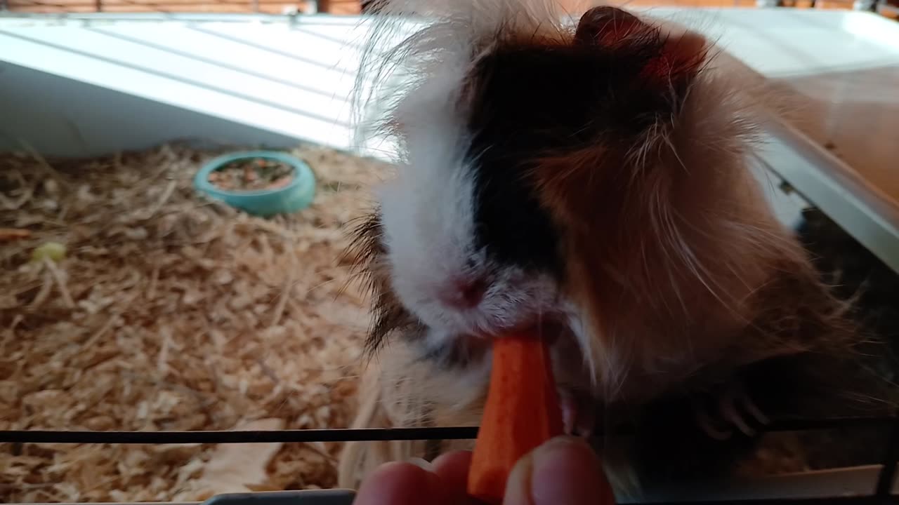 Happy Guinea Pig Munching Away!