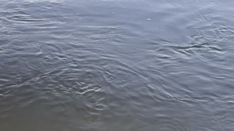 Bodhi Chases A Rock Thrown In The Water, But He’s Afraid of the Devil Stick!!!