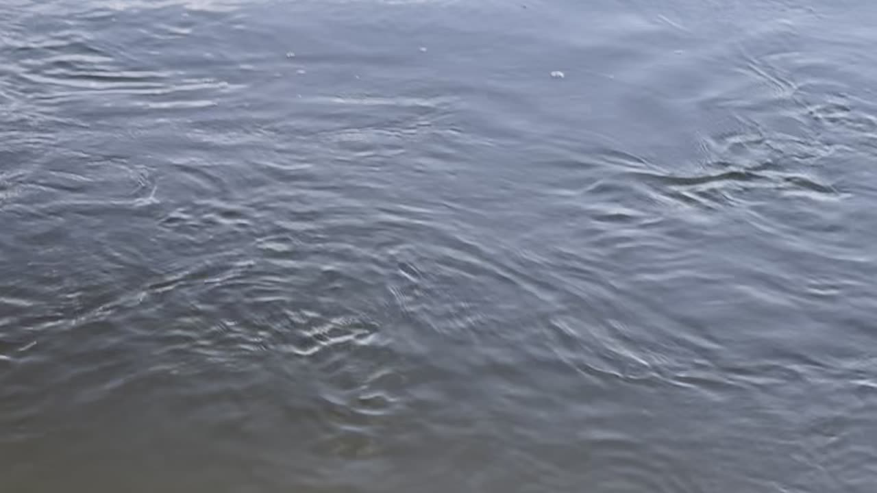 Bodhi Chases A Rock Thrown In The Water, But He’s Afraid of the Devil Stick!!!