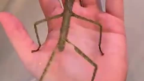 Man Carrying a Dancing Stick Bug on His Palm