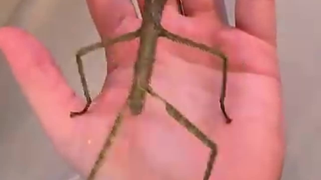 Man Carrying a Dancing Stick Bug on His Palm