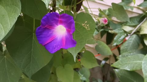 Morning Glory