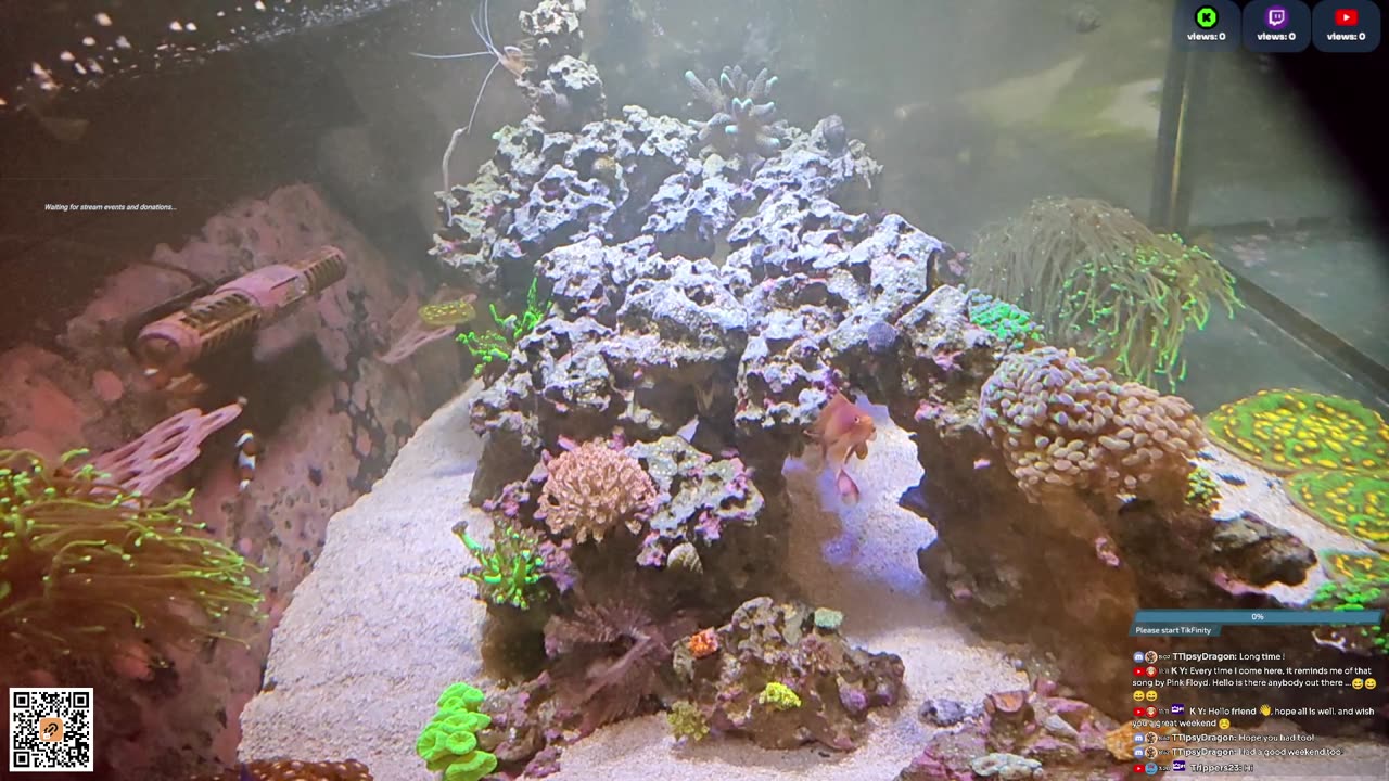 24/7 Real Live Reef Stream