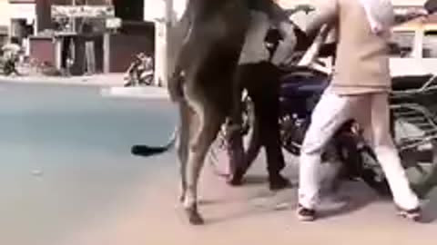 Unexpected Situation cow