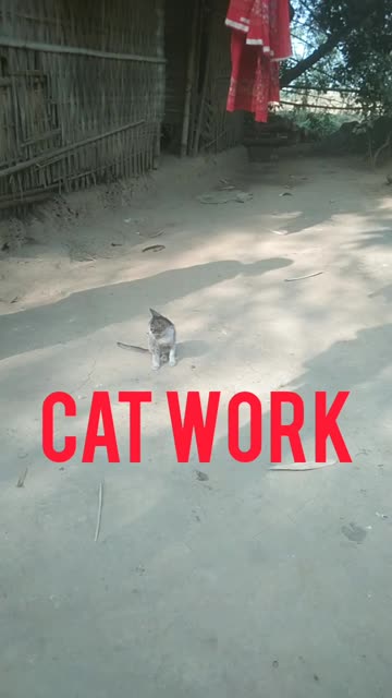 Cat work