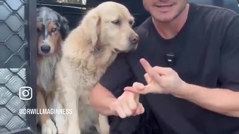 Kill pets for money you pay pet dies
