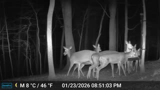 The Woods – 01/24/2026