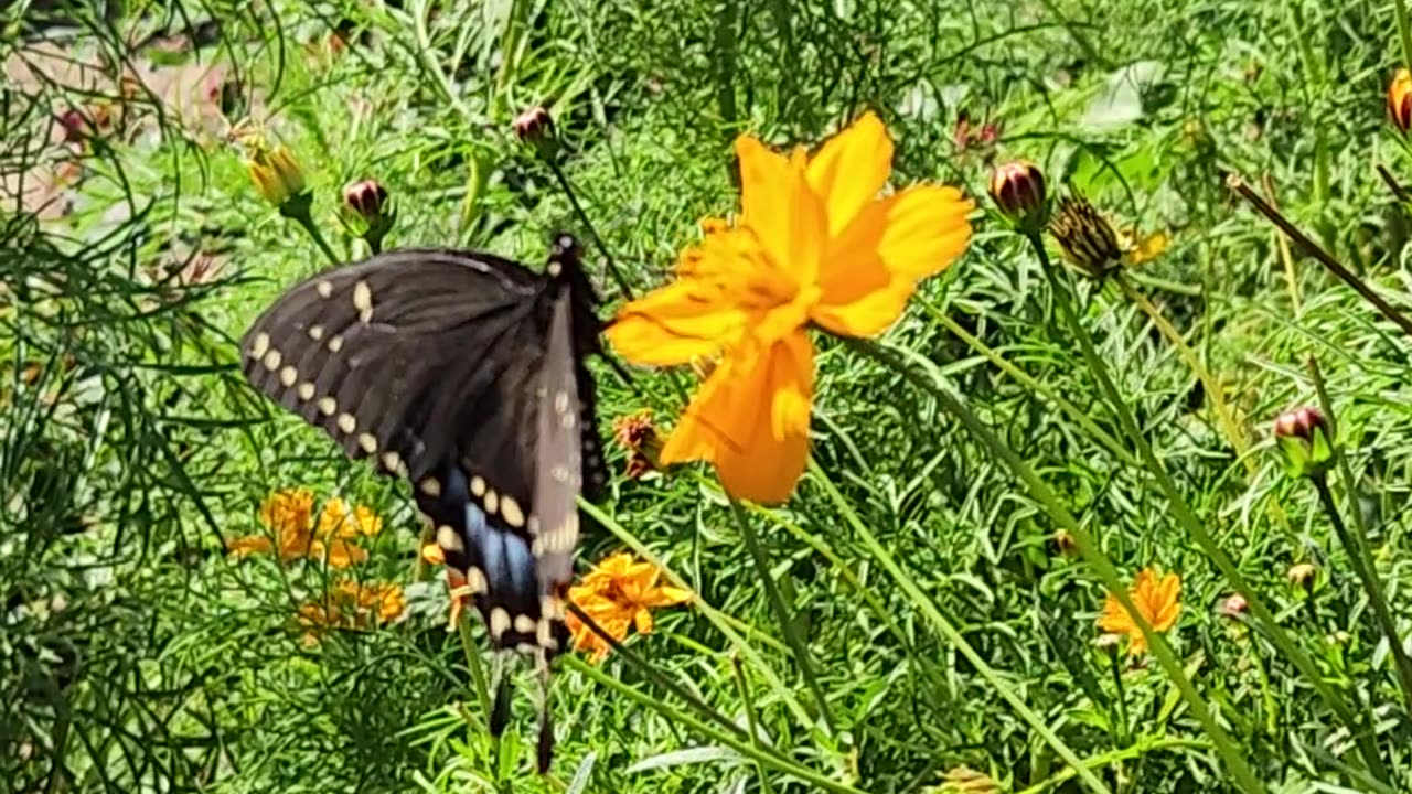 Meanwhile in The Zone 13 Wildflower Area,