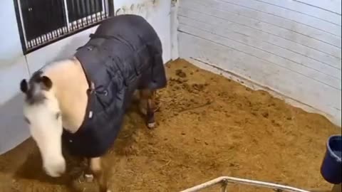🤣🐴 Epic Victory Jump After Perfect Sack Toss! | FunFM