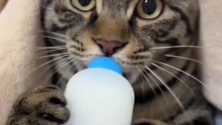 Nom Nom Time