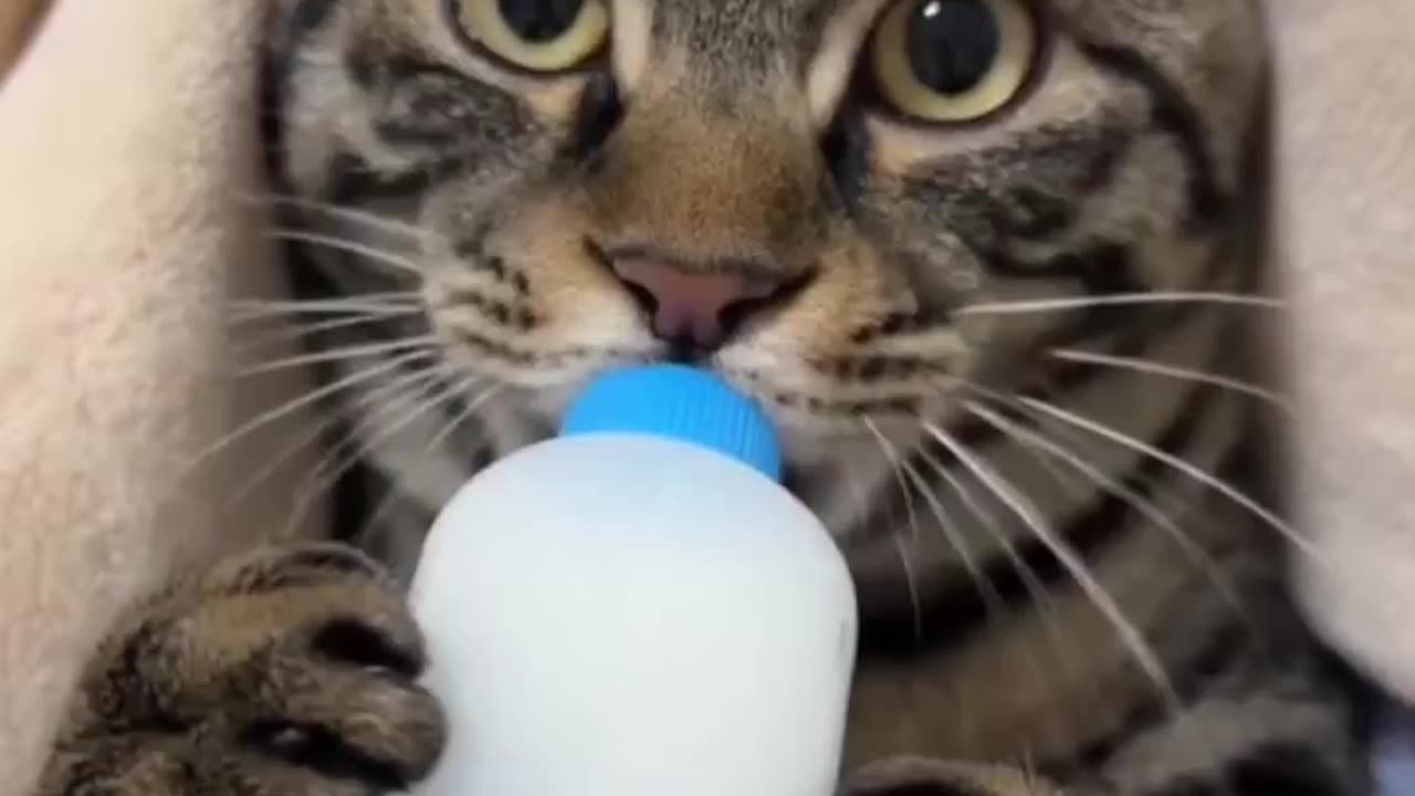 Nom Nom Time