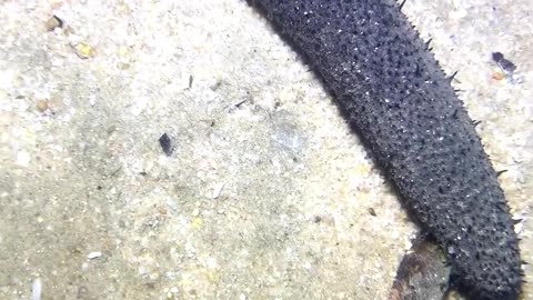 Fishing at the bottom of the sea