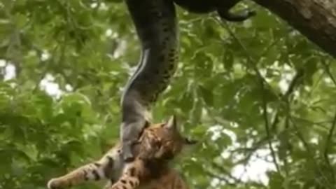 Viral: New! Snake Surprises 5 Legged Jungle Cat! Discovery Animal Channel! BBC A