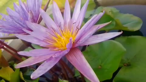 water lily iin water