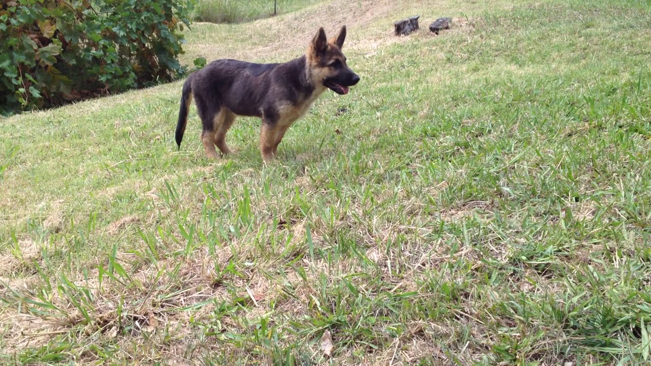 Puppys play while people stray.
