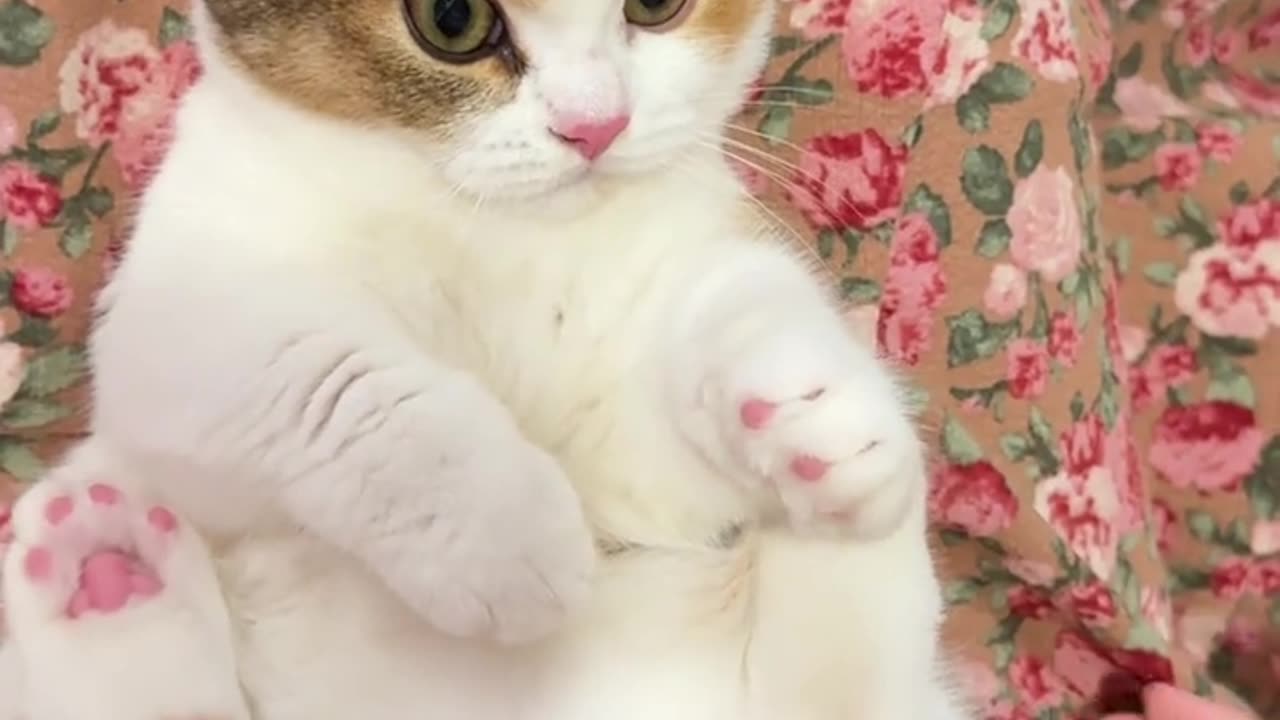 Does the little kitten look like a squirrel？