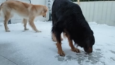 Wynona & Ambra in the snow