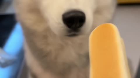 #doglifestyle #wholesome #puplife #dogloversfeed #dogswag #funnydogvideos #dogsarelife #weadoredogs