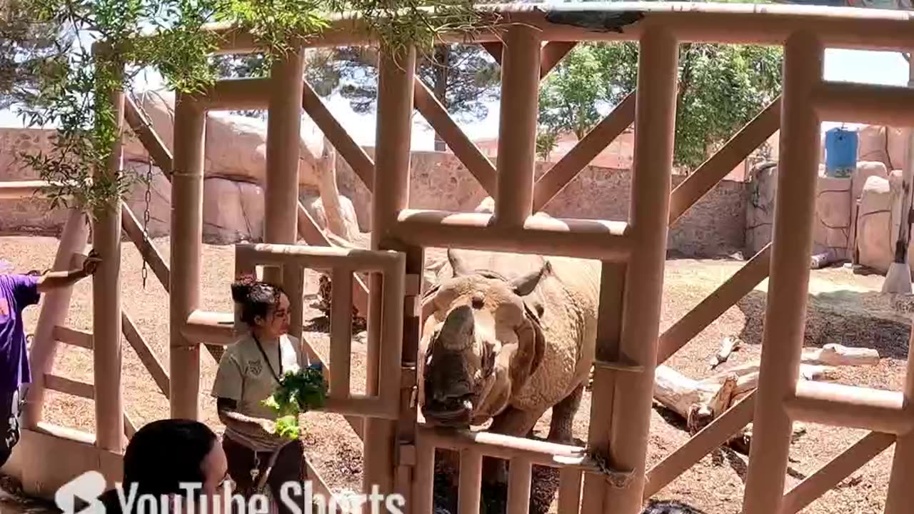 Rhino eating at El Paso Zoo in Texas