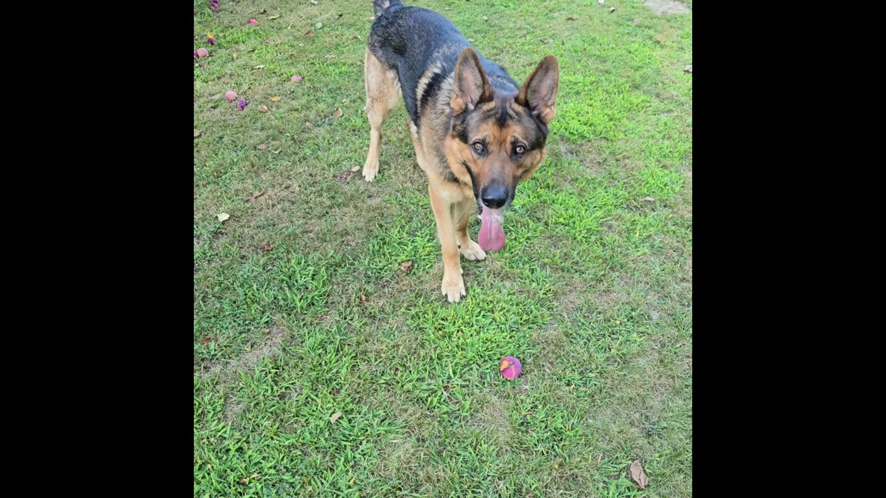Sable german shepherd.