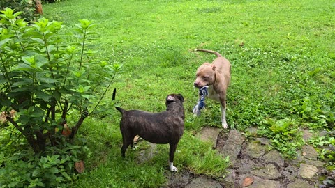 George meets Honey