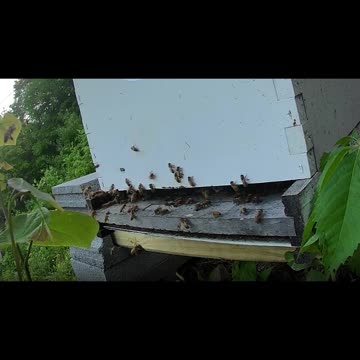 Wednesday Evening long cut