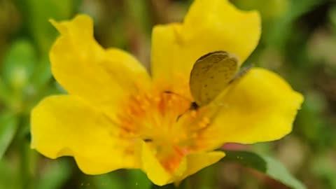 The Midday Bloom