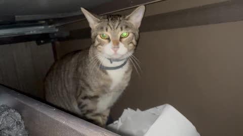 Cat Blocks Drawer Close With Unimpressed Stare