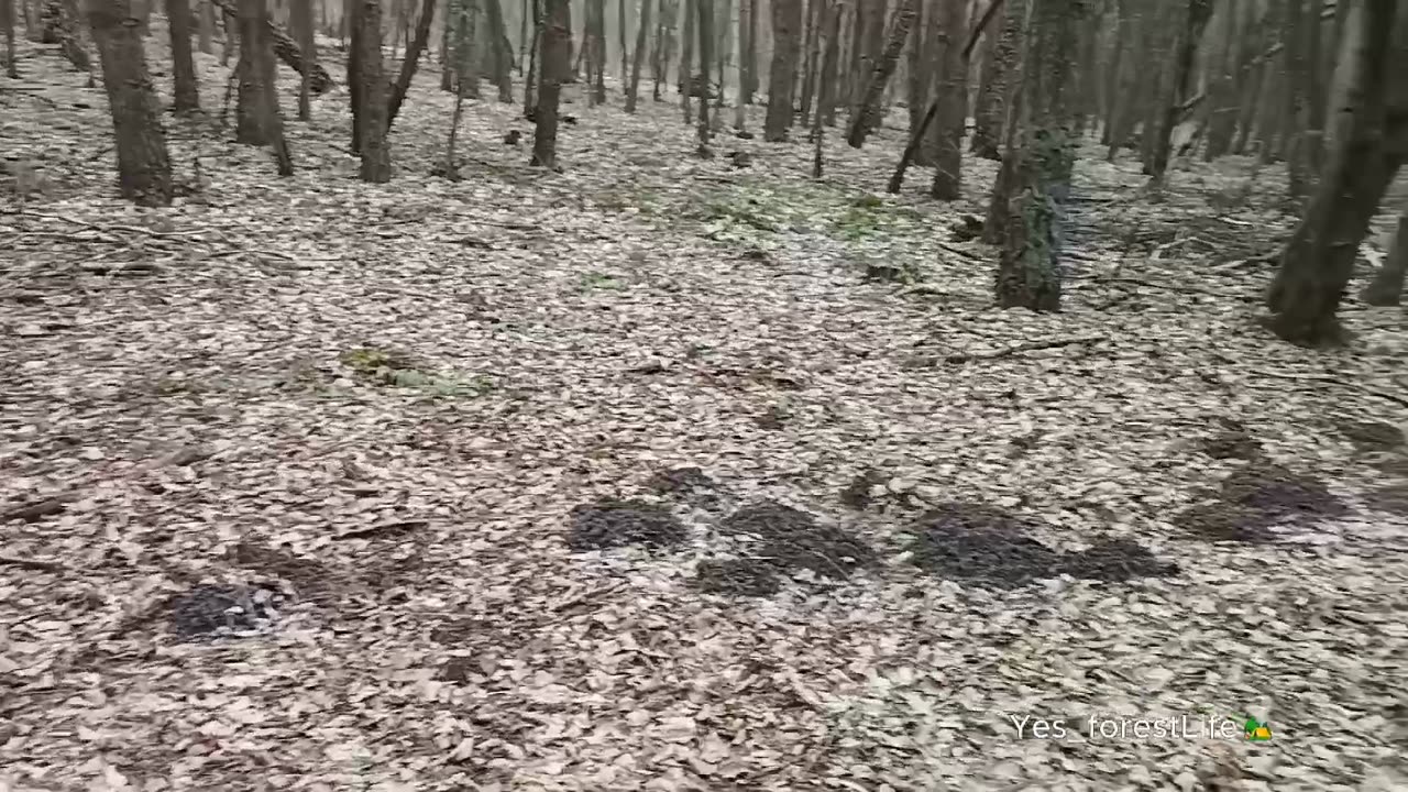 Нарешті знайшли саркосцифу!!!! 🍄‍🟫🍄‍🟫🍄‍🟫🌳🌳🌳🌳🏞️🏞️🏞️#саркосцифа #гриб #грибы #mushroom