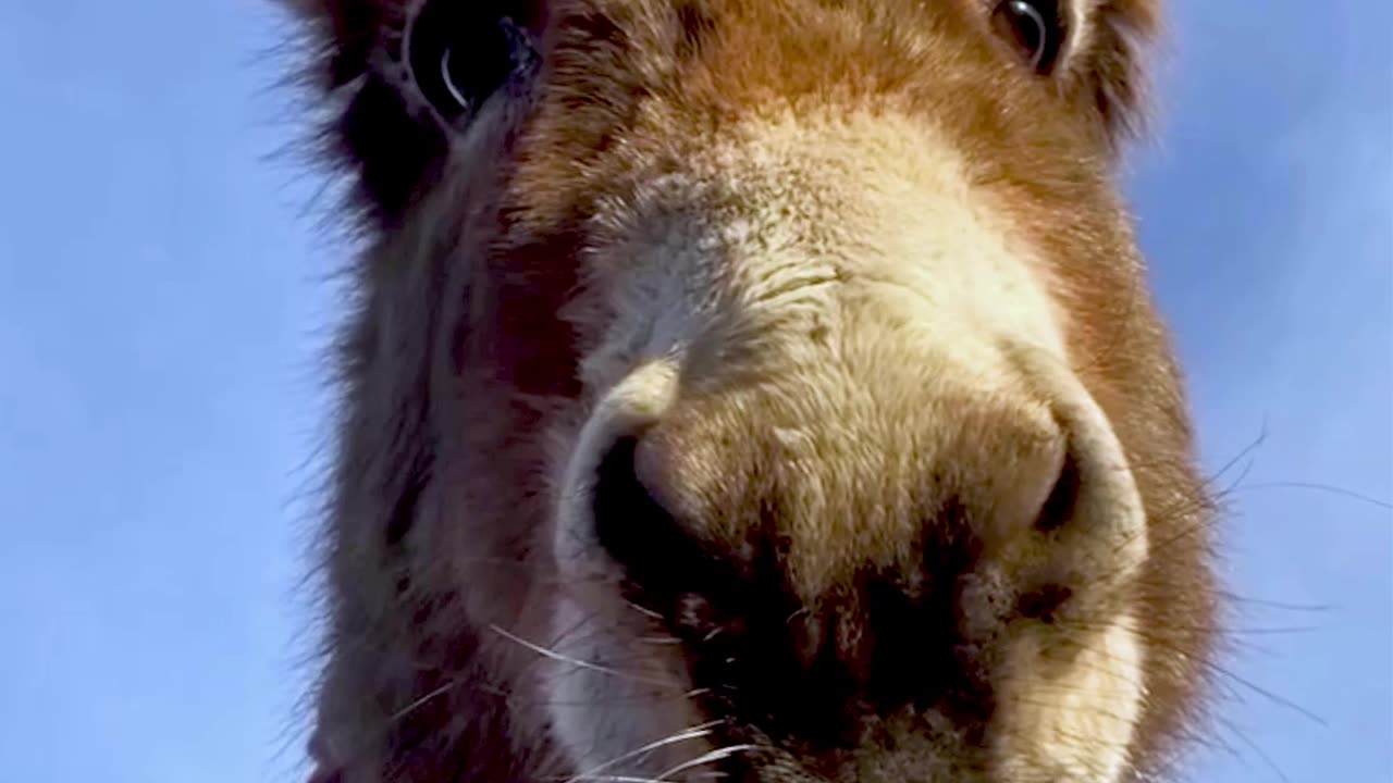 Funny Donkey Staring at Camera😂🫏