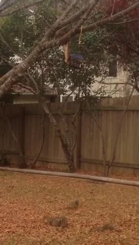 The backyard is taken over by squirrels.
