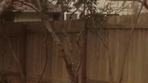The backyard is taken over by squirrels.